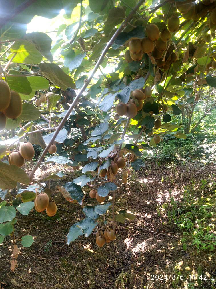 Kiwi fruit garden